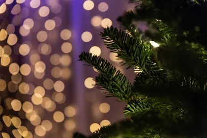 Strasbourg, Mulhouse, qui a le plus beau sapin ?