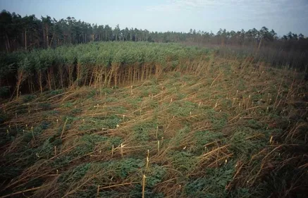 La tempête du siècle : 20 ans après