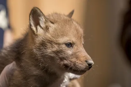 Sainte-Croix élu meilleur parc animalier de France !
