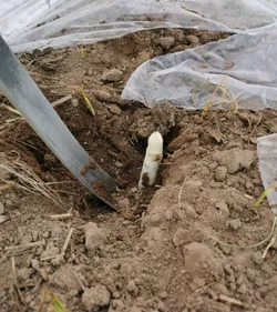 Coup de froid sur l'asperge