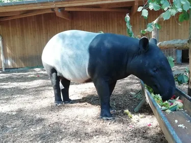 Deux nouveaux pensionnaires au Zoo de Mulhouse 