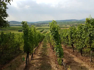 On connaît les dates des vendanges en Alsace
