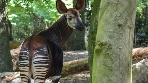 Zoo de Mulhouse : un festival de BD met l'okapi à l'honneur