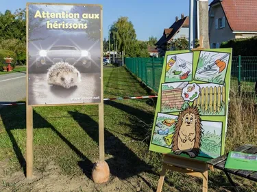 Attention aux hérissons aux portes du Sundgau