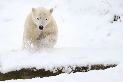 Nanuq quitte le zoo de Mulhouse