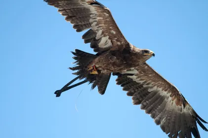 Spectacle inédit à la Volerie des Aigles de Kintzheim