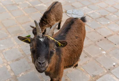 Fini les animaux sauvages en captivité au zoo de l'Orangerie à...