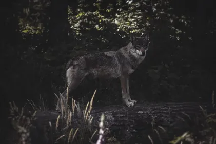 Le loup bien présent en Alsace