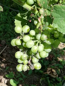 Météo capricieuse et mildiou, la galère des viticulteurs alsaciens
