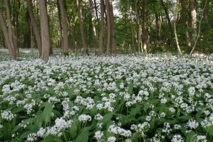 De bons conseils pour une promenade dans l'Illwald