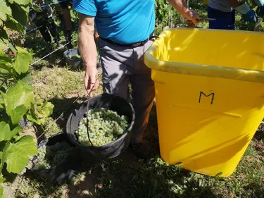 "Alsace vendanges" lance ses recrutements