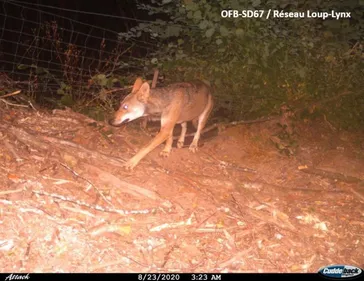 Présence du loup confirmée à Grendelbruch