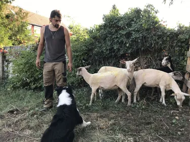 Noël : le berger alsacien sans terre