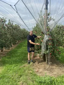 "De la quetsche à gogo" : la saison est bonne en Alsace