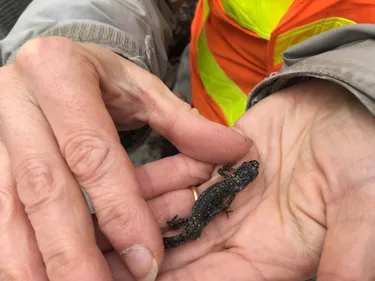 Ces bénévoles qui sauvent la vie des grenouilles en forêt de Haguenau