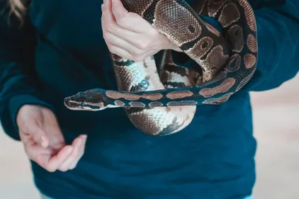 Un python de 3 mètres de long dans un appartement à Colmar