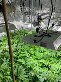 300 plantations clandestines de cannabis à Bouxwiller, Illkirch et...