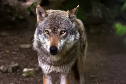 Un loup au champ du feu dans les Vosges