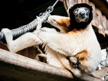 Naissance exceptionnelle au Zoo de Mulhouse