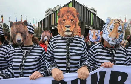 Strasbourg se positionne pour des cirques sans animaux sauvages 