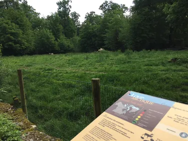Une journée avec les loups à Sainte-Croix en Lorraine