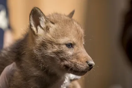 Des naissances exceptionnelles au parc de Sainte-Croix
