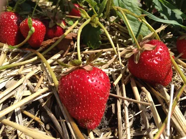 Allons cueillir nos fraises d'Alsace