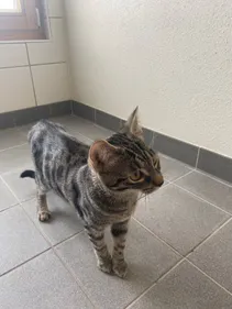 Un chaton avait sauvé la vie de son maître à Strasbourg : une...