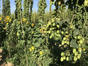 L'Alsace, pionnière dans le houblon bio