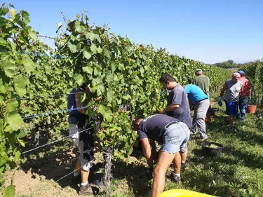 Début des vendanges le 24 août