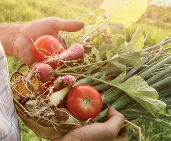 Livraison de fruits et légumes avec Potager City