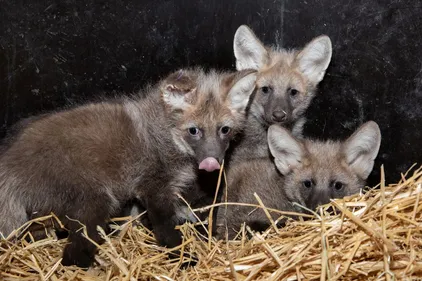 Une année d'émotions au Zoo de Mulhouse