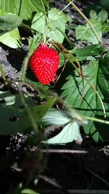 Strasbourg, sa cathédrale, son Parlement, ses binettes