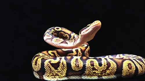 L'Industrie Magnifique à Strasbourg : un python royal s'invite sur...