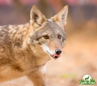 Bip-bip ! Des coyotes au Parc de Sainte-Croix !