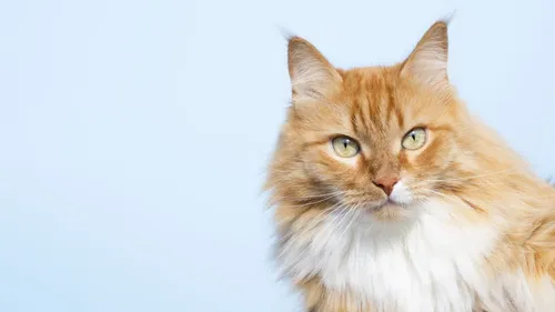 Découvrez le collier traducteur de miaulements !