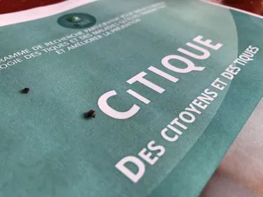 Mieux connaître les tiques pour ne plus les craindre