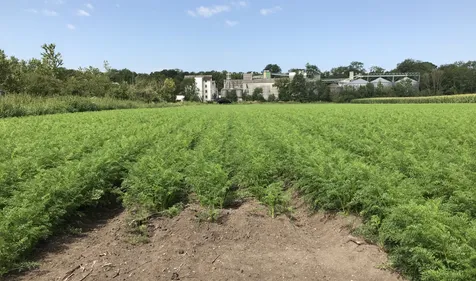 La saison des carottes et des céleris démarre en Alsace