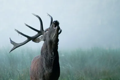 Vibrez au son du brame du cerf