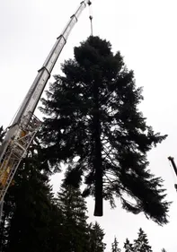 Le grand sapin de Strasbourg coupé en forêt