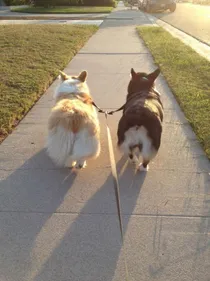 Des dog-sitters pour visiter les musées de Mulhouse