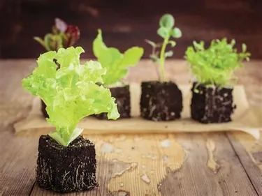 Top départ au jardin