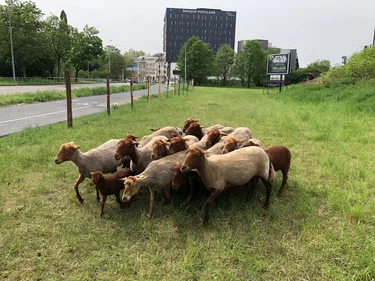 Strasbourg : la SNCF recrute des moutons