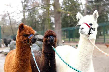 Le Parc animalier Friedel à Illkirch ouvrira ce samedi 