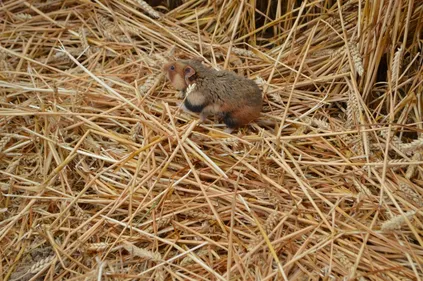 Retour à la vie sauvage pour des grands hamsters nés à NaturOparC