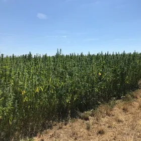 Le retour du chanvre en Alsace avec Chanvr'eel