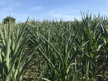 Les agriculteurs demandent des mesures concrètes pour affronter la...