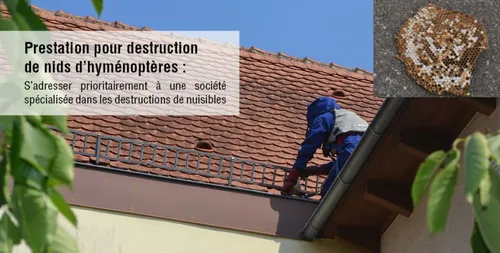 Destruction de nids de guêpes : les pompiers mettent en ligne un...