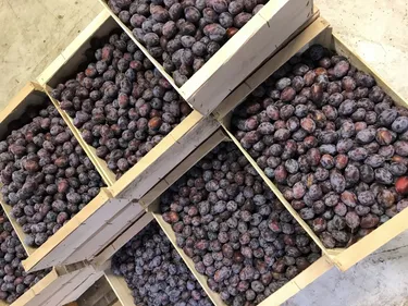 La quetsche d'Alsace en pleine récolte