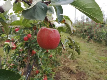 Natti, une nouvelle variété de pommes d'Alsace